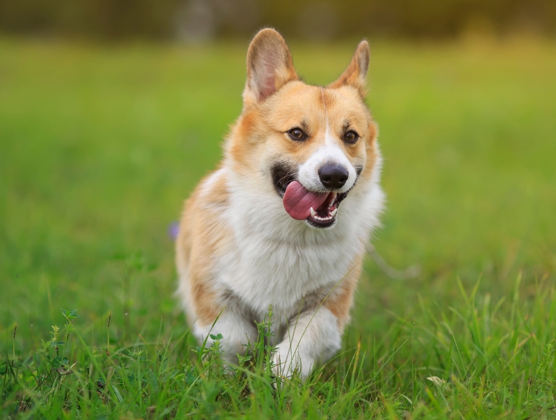 Richardson Pet Hospital