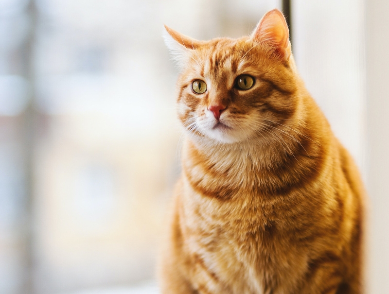 Arapaho Road Animal Clinic Policies