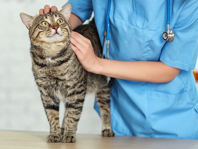 Veterinary Jobs in Richardson